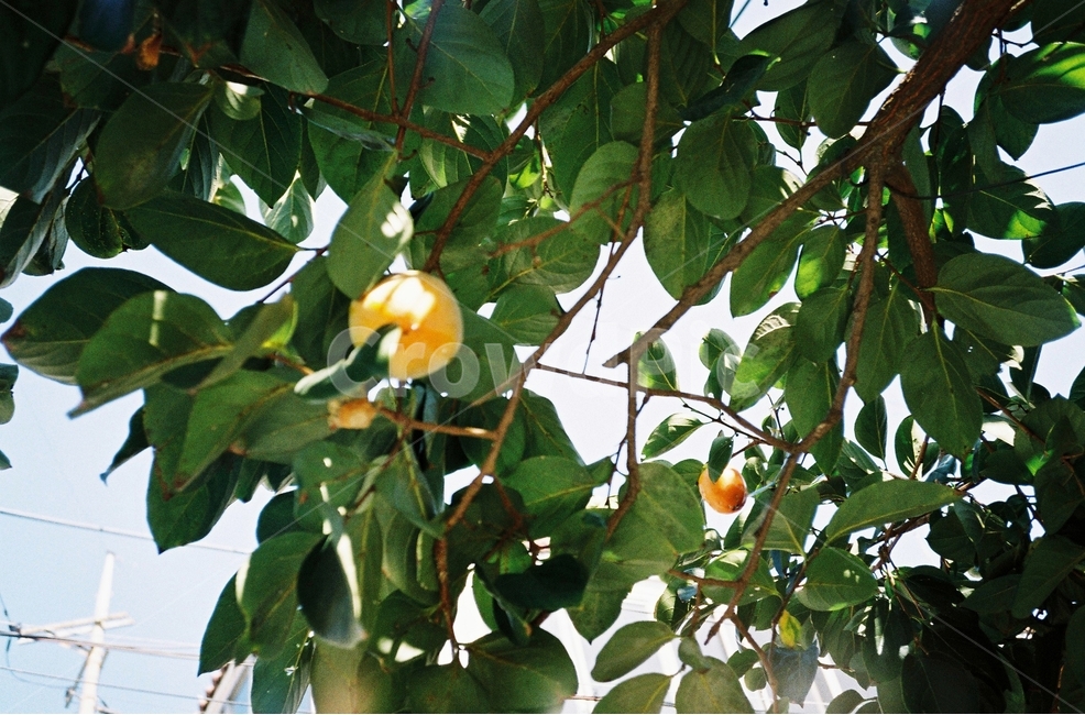 감,감나무,햇빛,자연,계절,식물,나무,초록,plant,nature,season,tree,leaf,green,나뭇잎,filmphotography,클래식,빈티지,감성,sunny,식물,자연,plants,nature,과일,열매,fruit