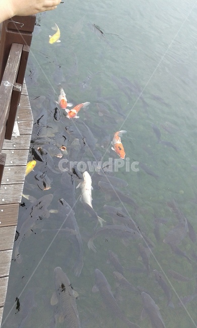 animal,물고기,fish,강가,호수,어류,물고기,fish