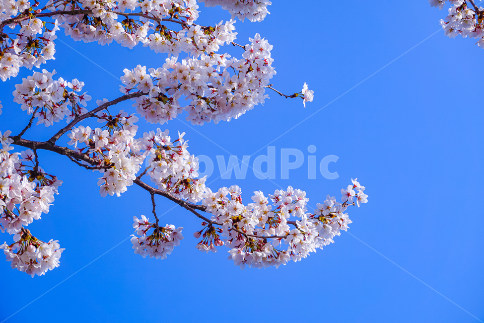 벚꽃,꽃,하늘,cherryblossom,blossom,flower,sky,plant,식물,나무,풍경,봄,spring