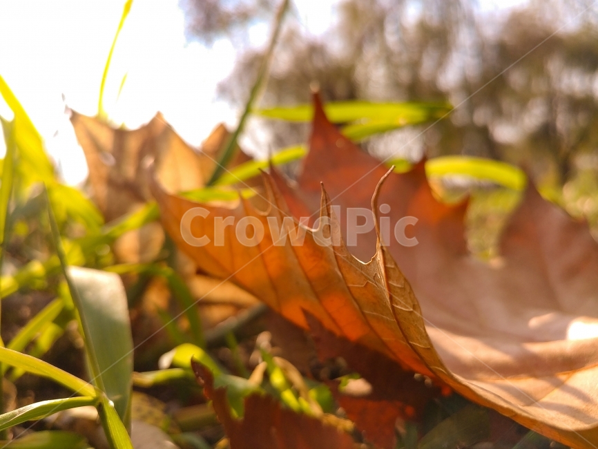 낙엽,나뭇잎,가을,자연,식물,autumn,fall,leaf,가을,계절,fall,autumn,season,식물,자연,plants,nature,plant,잎