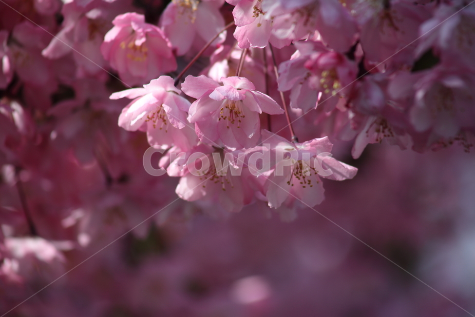 꽃사과나무,서부해당화,아그배나무,꽃,crabapple