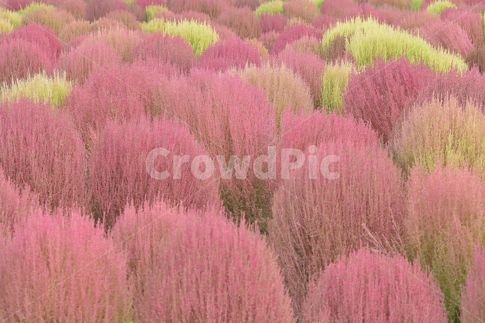 댑싸리,분홍,식물,핑크,자연,식물,자연,plants,nature,색깔,색상,색채,색감,color sense,color sensitivity,feeling of color