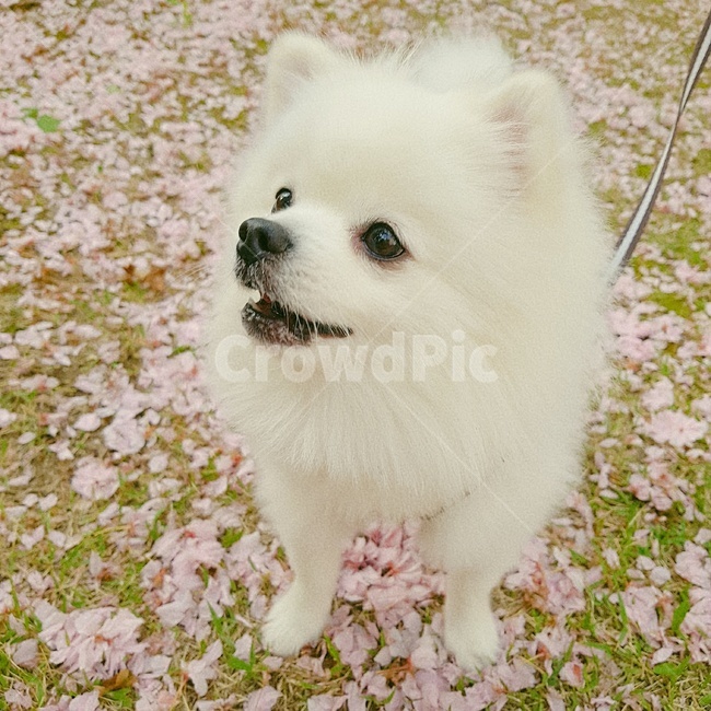 포메라니안,산책,생각,멍,강아지,꽃잎,벚꽃,꽃길,모델,봄,spring,동물,animal,포유류,mammal,개,강아지,dog,doggy