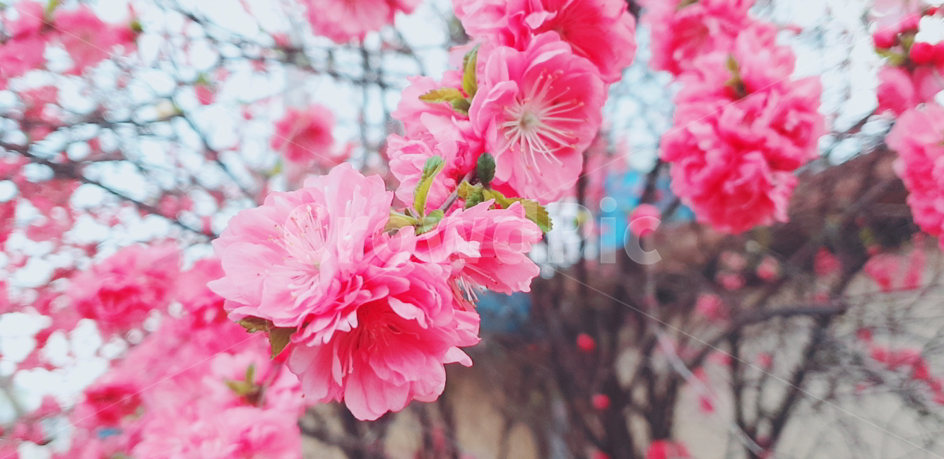 식물,꽃,겹매화,flower,매화,봄,분홍꽃,blossom,plant,만개,개화,매화꽃,봄꽃,식물,자연,plants,nature,꽃,flower