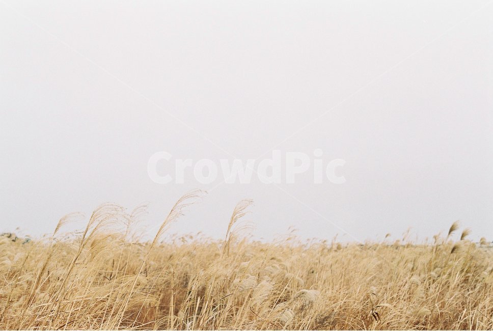 억새밭,억새,억새풀,수평선,흐린날,가을,계절,fall,autumn,season,plant,식물