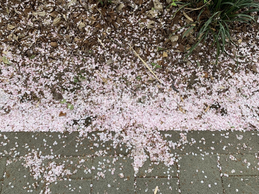 벚꽃,추억,길,꽃잎,꽃