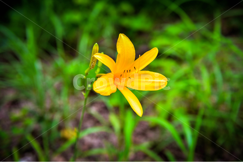릴리,꽃,노란꽃,식물,야생화,가시원추리,그린,식물,자연,plants,nature,꽃,flower