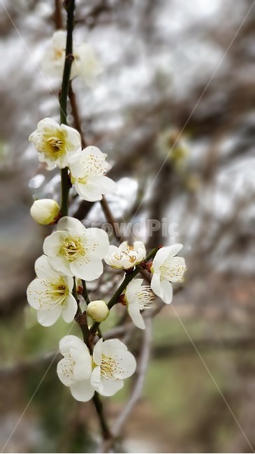 매화,꽃,봄,자연,식물,nature,landscape,spring,season,봄,계절,spring,season,식물,자연,plants,nature,꽃,flower,plant,blossom