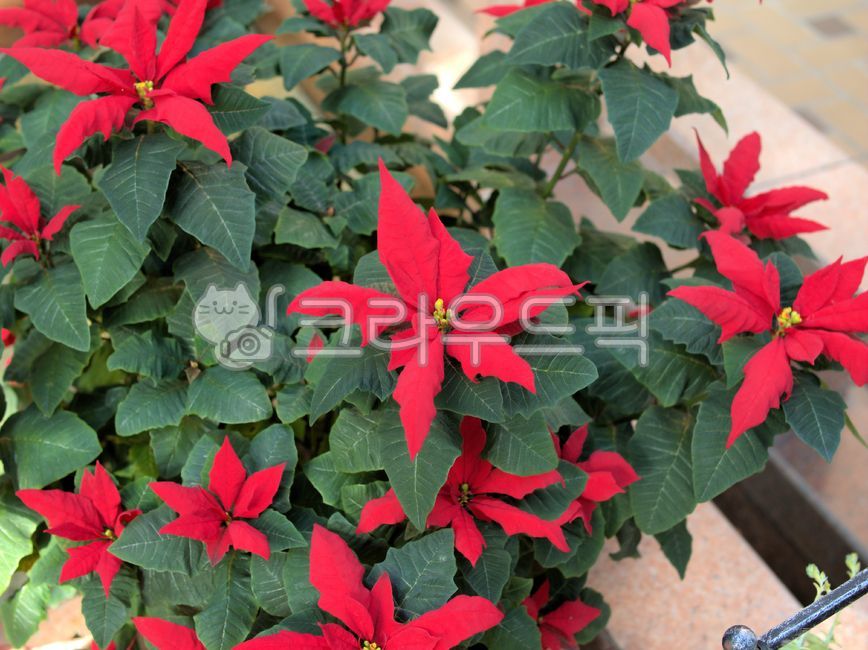 leaf,잎,plant,식물,포인센티아,poinsettia