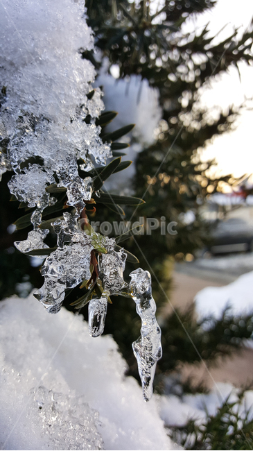 나무,얼음,겨울,winter,눈,겨울,계절,winter,season