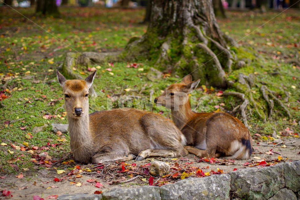 나라,사슴,공원,단풍,여유,동물,포유류,동물,animal,포유류,mammal