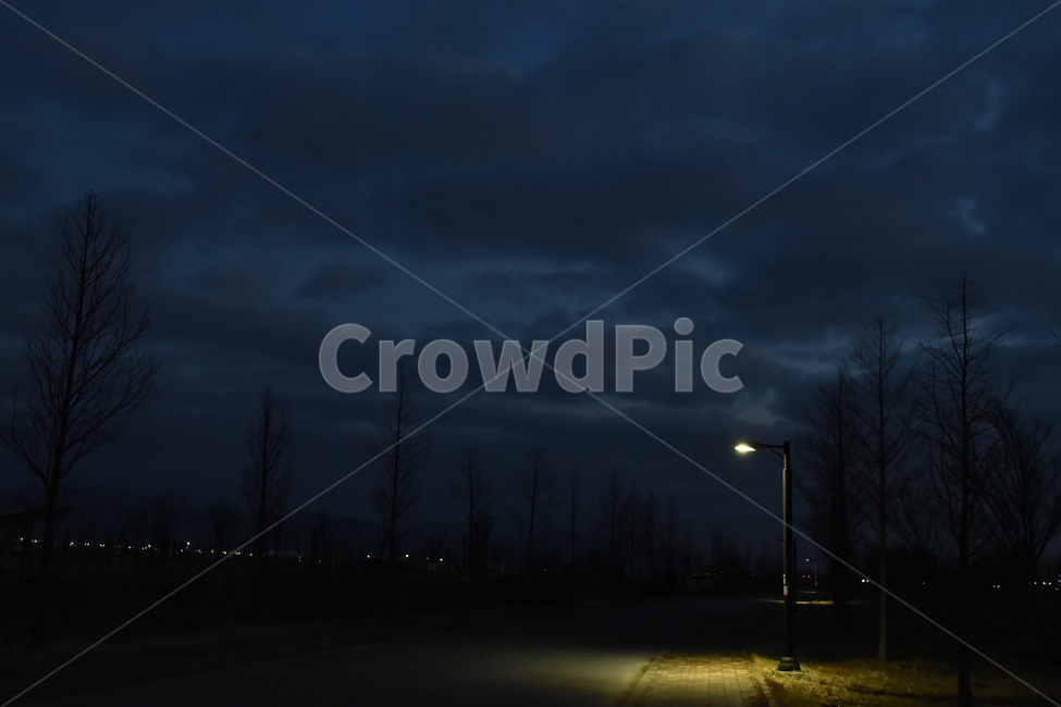 전봇대,새벽,불빛,light,나무,자연,풍경,nature,landscape,야경,밤,nightscape,night
