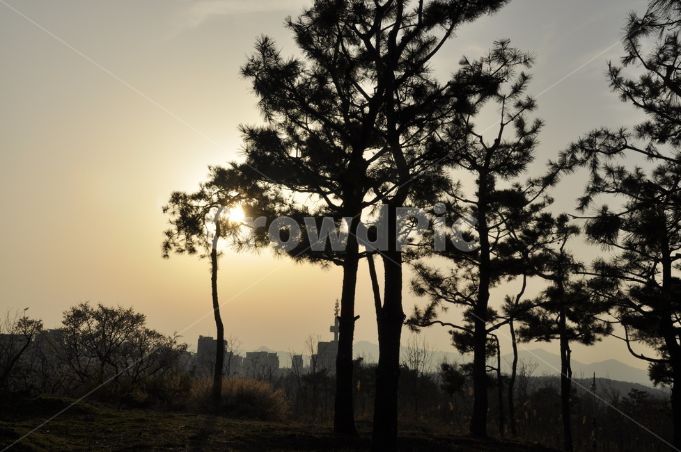 나무,nature,자연,노을,그림자