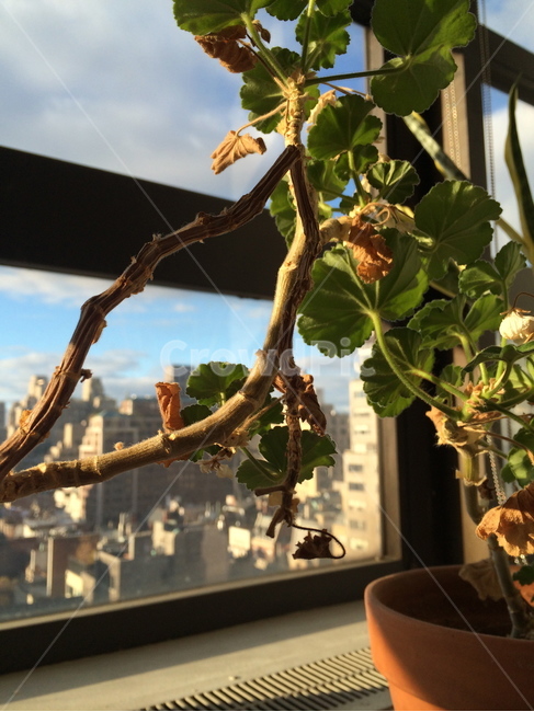 창문,화분,식물,plant,window