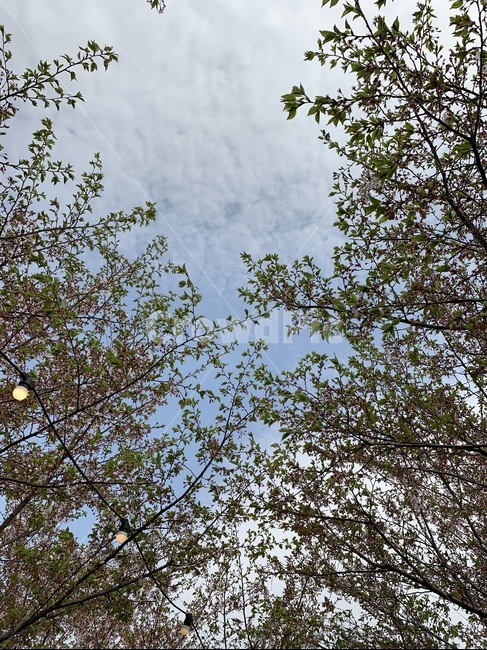 나무,tree,파란하늘,plant,식물,하늘배경,봄배경,식물,자연,plants,nature,나무,trees,wood