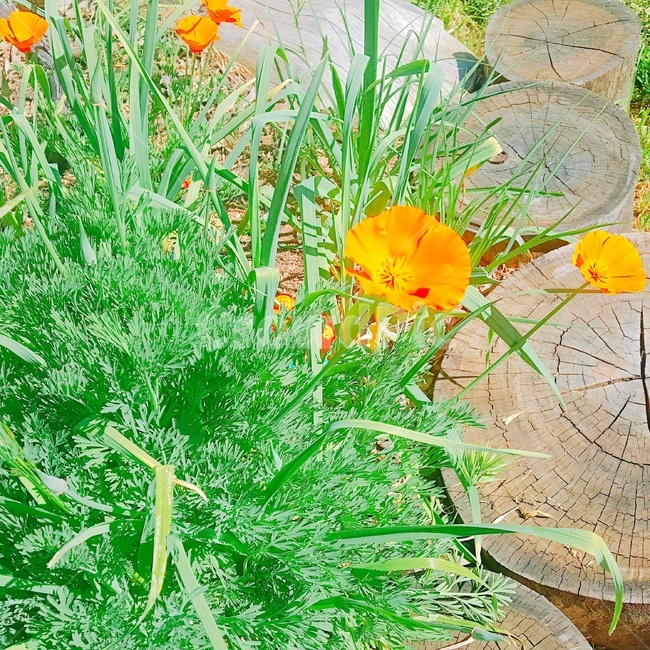 봄,꽃,식물,정원,풀,나무,식물,자연,plants,nature,꽃,flower