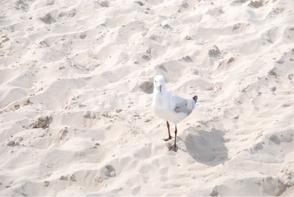 bird,새,바다,바닷가,모래,모래사장,갈매기,sandybeach,seagull,동물,animal,조류,새,birds