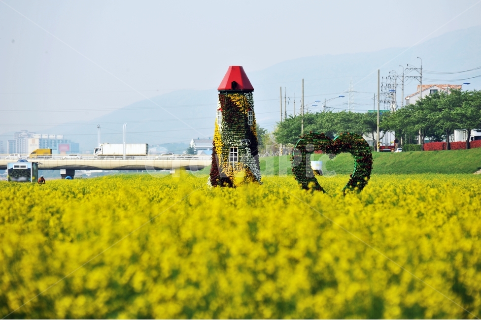 유채밭,노란꽃,식물,식용식물,유채,봄꽃,강변,풍경,봄,계절,spring,season,조각상,동상,석상,조형물,statue,bronze statue,stone statue