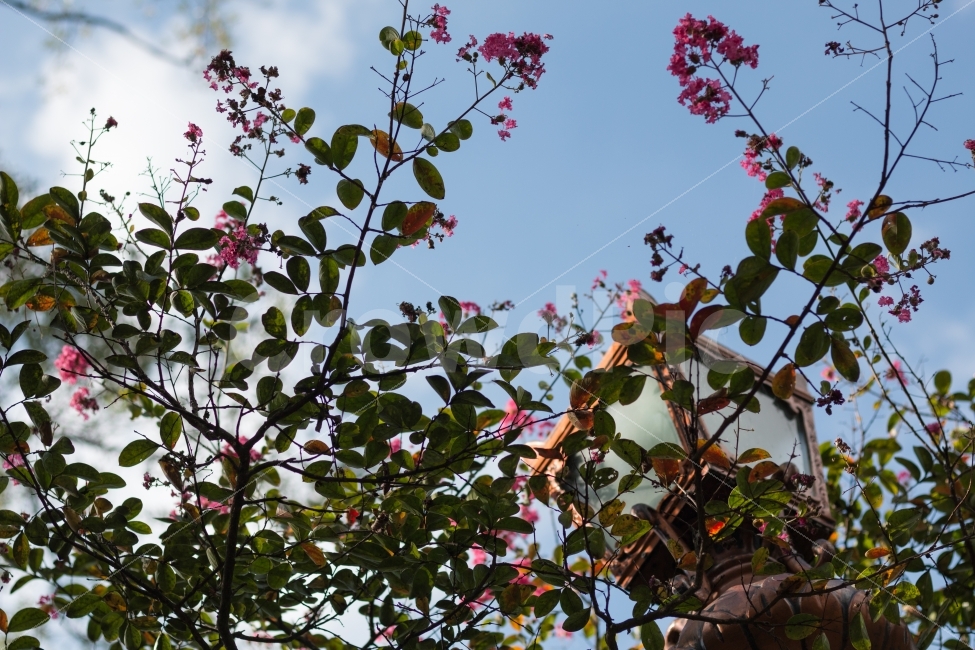 풍경,하늘,배롱나무,백일홍,가로등,식물,자연,plants,nature,꽃,flower