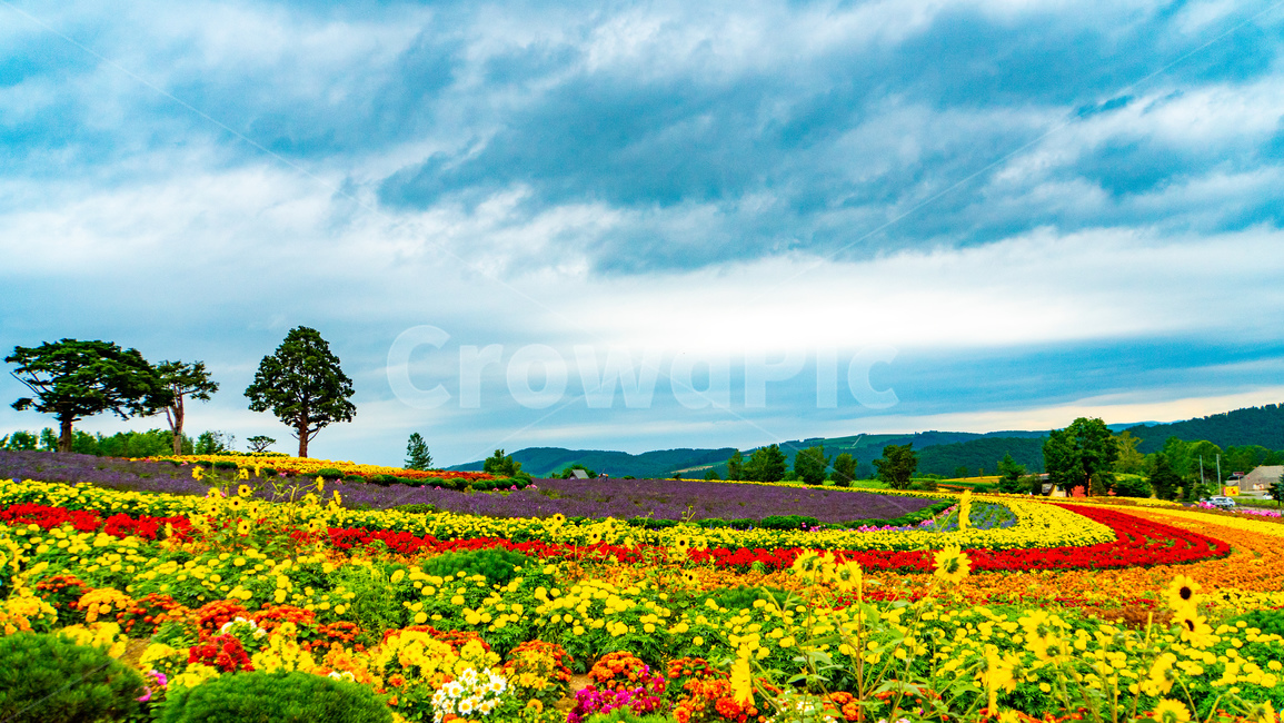 field,들,grassland,꽃밭,하늘,구름,나무