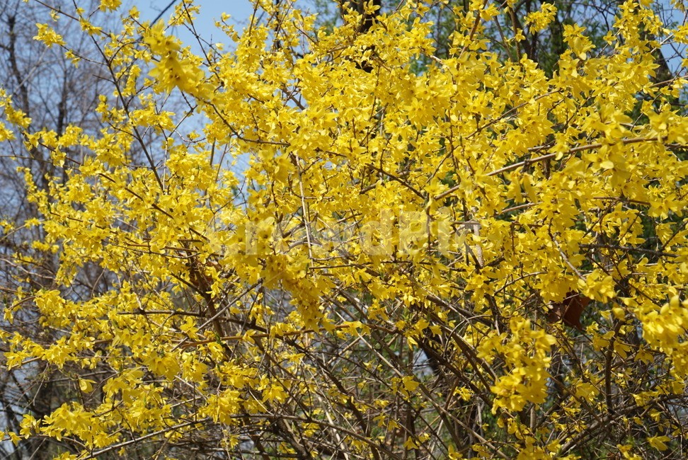 개나리,노란색꽃,봄꽃,개나리꽃,봄풍경,봄,계절,spring,season,식물,자연,plants,nature,꽃,flower,plant