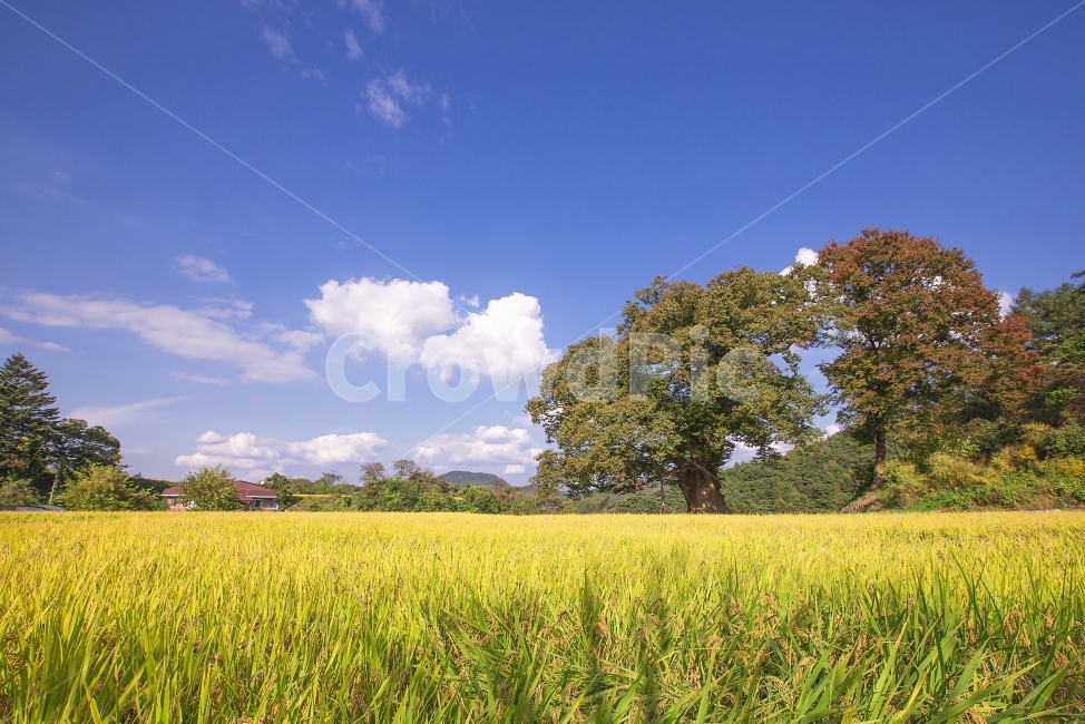 시골,풍요,가을,들녘,나무,구름,하늘,country,countryside,richness,힐링,재충전,여유,분전환,평온,편안함,활력소,자연,치유,느긋함,healing,refresh,refreshment,rest,tonic,nature,landscape,여행,고요,산책,단풍,동행,여백,비밀,한가로움,안정,안정감,travel,traveler,trip,silence,calm,peaceful,fallfoliage,autumn,자연,풍경,nature,landscape,시골,마을,country,rural,town,outdoors,옥외,field,들,grassland,목초지,meadow,farm,농장,농촌