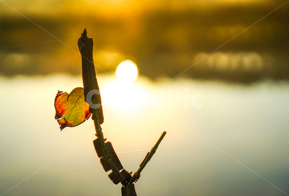 호수,반사,빛,화살나무,잎,나무,단풍,가을,가을,계절,fall,autumn,season,light,flare,플레어