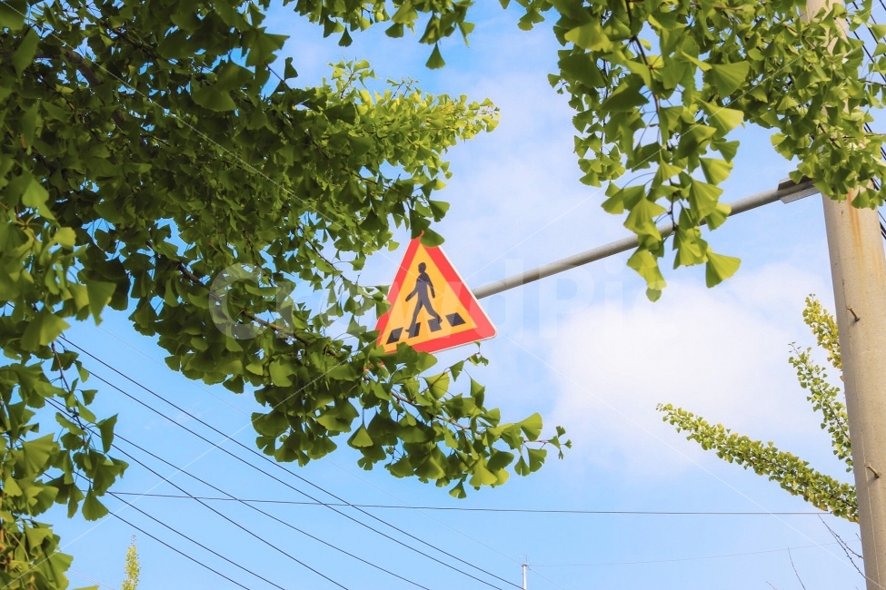 표지판,하늘,은행잎,전깃줄,구름,햇빛,교통,교통수단,traffic,transportation