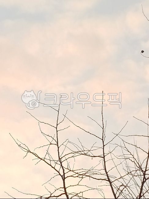 하늘,감성적인,밝은,밝은배경,배경화면,나뭇가지,핑크색,pink,tree,bright