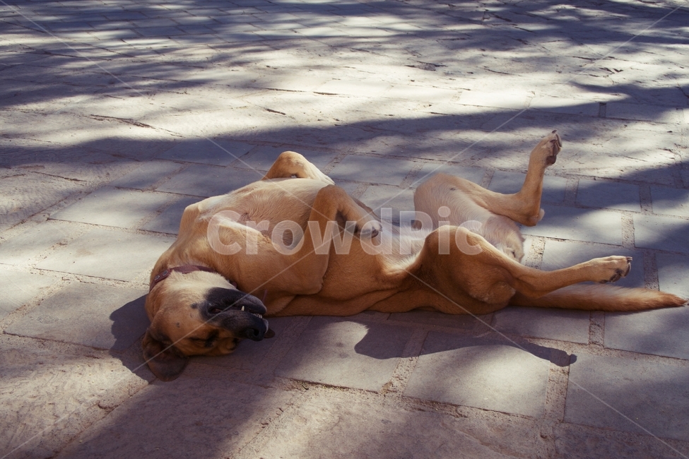 개,꿈나라,자다,졸다,웃기다,funny,dog,cute,pet,animal,resting,comfort,rest,sleepy,sleep,humor,nap,fun,calm,dreams,looking,sleeping,자고있다,길거리,동물,animal,포유류,mammal,개,강아지,dog,doggy