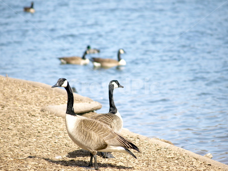 거위,호수,goose,lake,초록,오리,물,가족,동물,배경,날개,새,관계,보호,조건,사랑,평화,지킴,무리,희생,봄,동물,animal,조류,새,birds