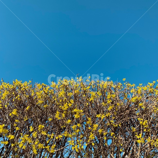 봄,개나리,노랑,파랑,하늘,봄,계절,spring,season,식물,자연,plants,nature,꽃,flower