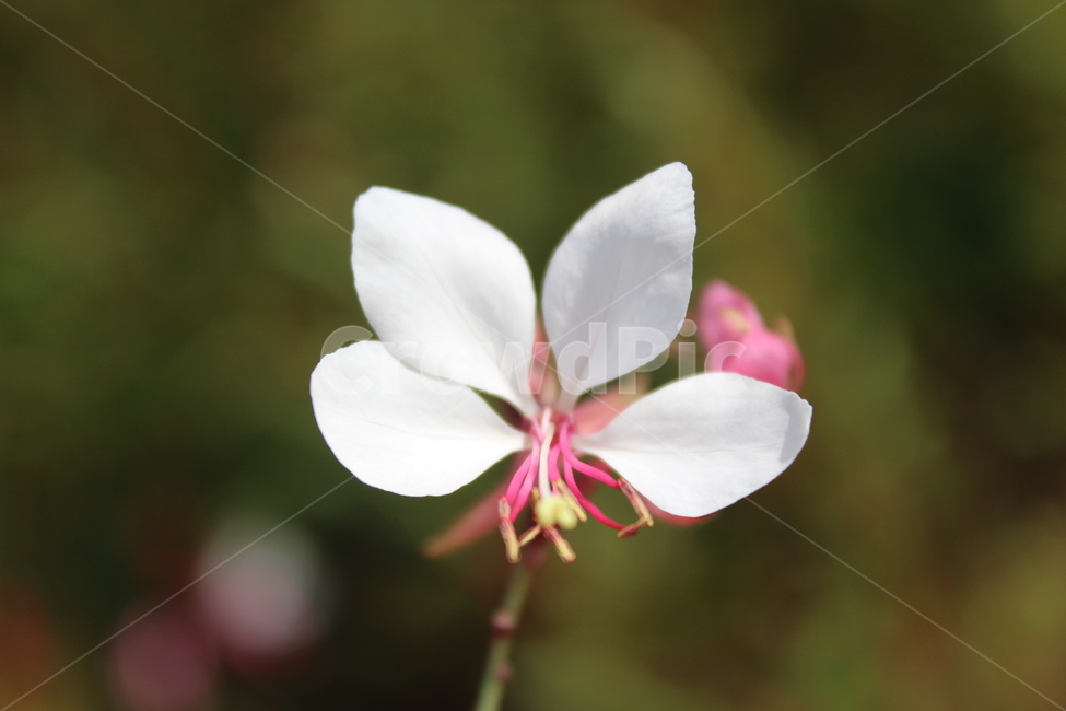 blossom,flower,꽃,plant,식물,식물,자연,plants,nature,꽃,flower