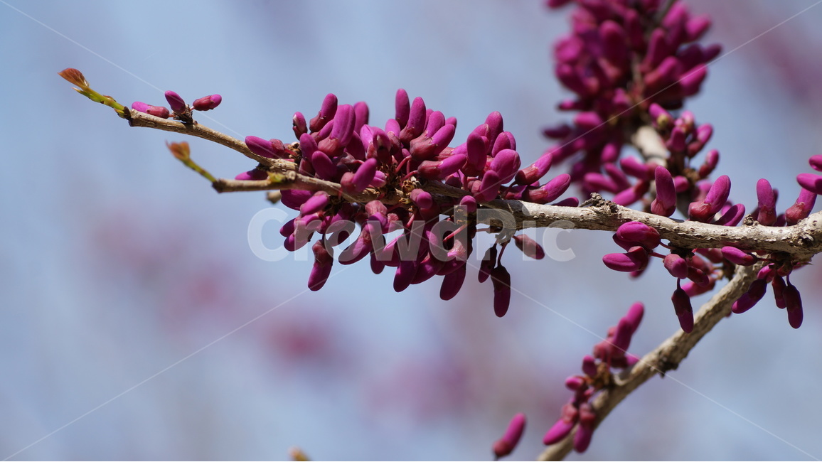 꽃,봄꽃,자연,풍경,박태기,봄,계절,spring,season,식물,자연,plants,nature,꽃,flower,plant,blossom