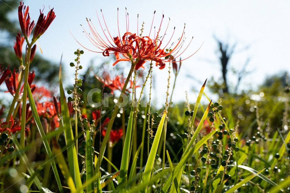 plant,식물,자연,힐링,들꽃,상사화