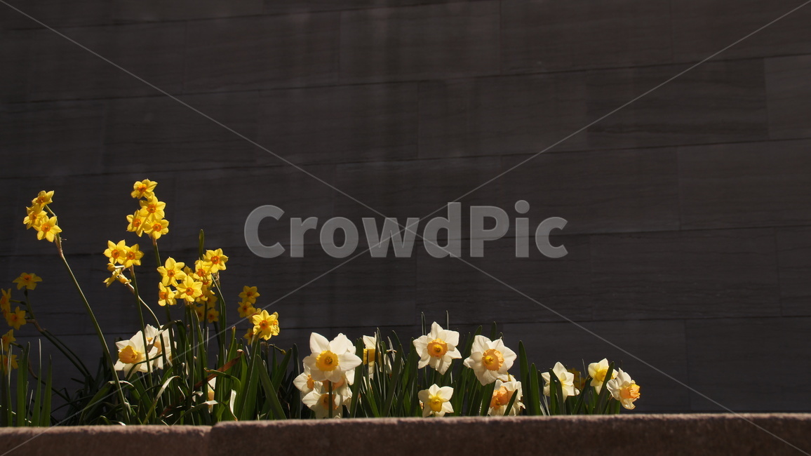 봄,봄꽃,꽃,화단,들꽃,봄,계절,spring,season,식물,자연,plants,nature,꽃,flower,plant,blossom,daffodil,수선화