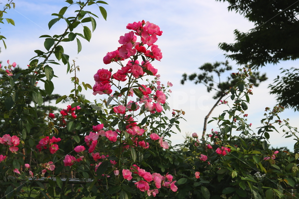 장미,장미꽃,꽃,식물,자연,분홍색장미,식물,자연,plants,nature,꽃,flower