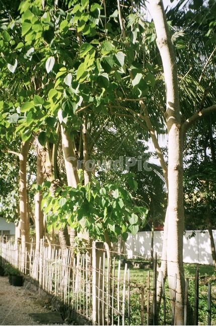 garden,정원,outdoors,tree,자연,나무,nature,햇빛,sunshine,sunlight,잎,leaf