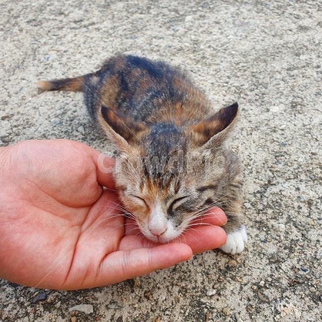 고양이,아기고양이,코숏,귀여움,심쿵