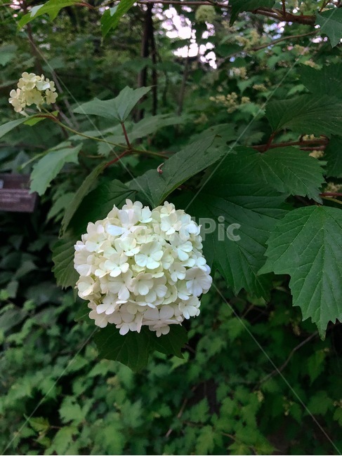 꽃,식물,자연,아름다운,flower,nature,colorful,plant,white,흰색,수국