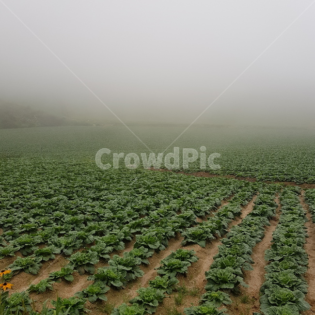 배추,안개,밭,배추밭,고랭지농업,고랭지,채소,야채,vegetables,산업,industry,industrial,농업,농사,agriculture,farming,farming industry