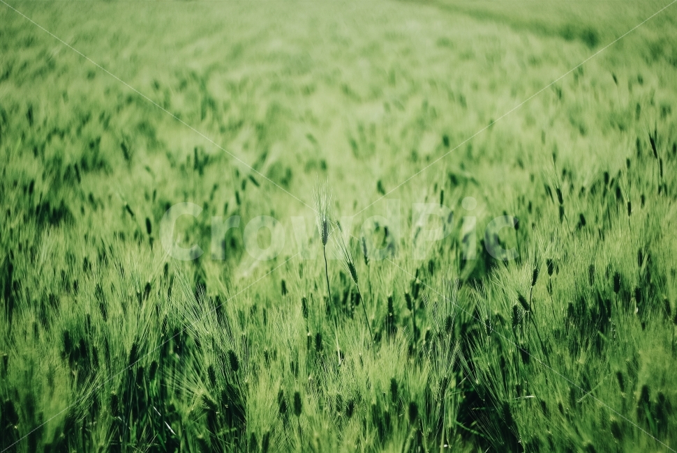 청보리,녹색,감성,green,스냅,식물,자연,plants,nature,풍경,landscape,vegetation,초목,plant,field,들
