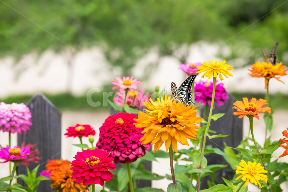 나비,꽃,백일홍,호랑나비,곤충,벌레,자연,식물,동물,야외,butterfly,flower,nature,plants,animal,insect,bug