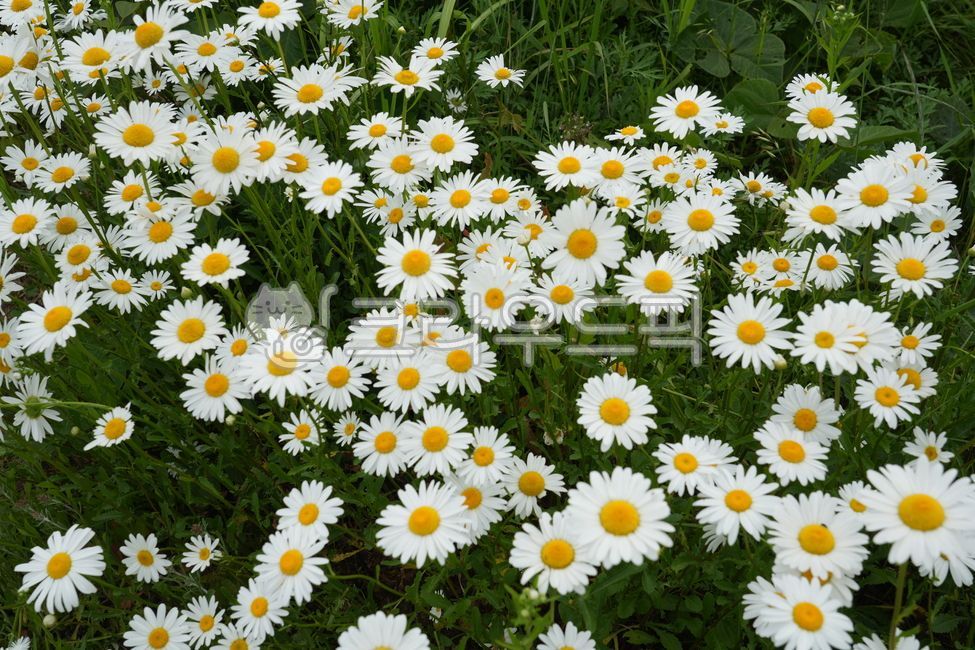 자연, nature, daisy, 데이지, flower, 사진,이미지,일러스트,캘리그라피 - 백경이작가