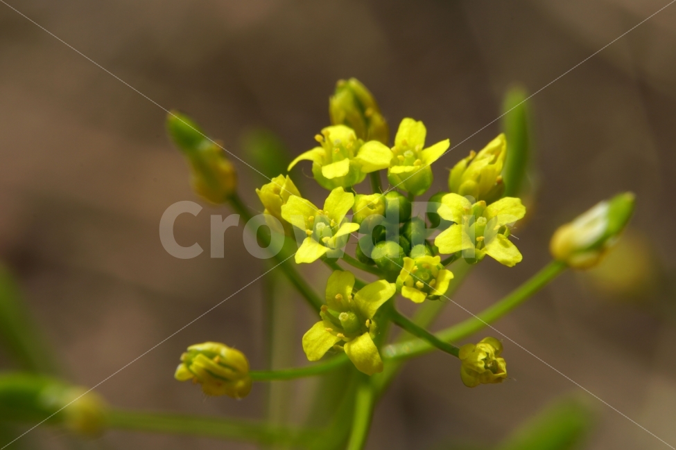 봄,꽃,꽃다지,플라워,꽃봉오리,자연,flower,spring,bud,nature,풍경,landscape,경치,식물,plants,season,계절,접사,마크로,macro,클로즈업,closeup,식물,자연,plants,nature,꽃,flower