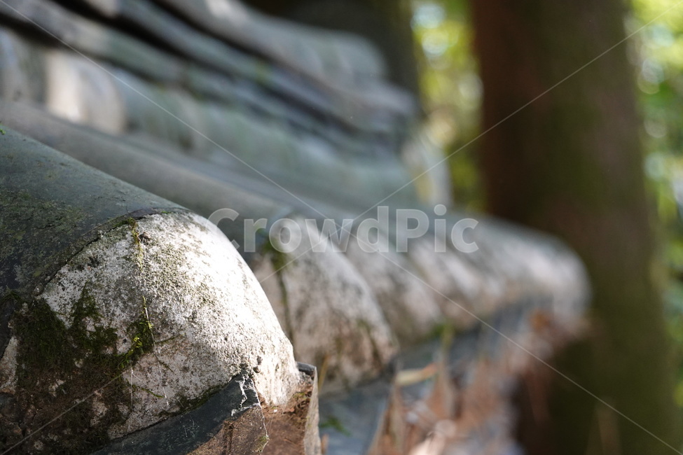 담장,기와,가을,풍경,기와담장