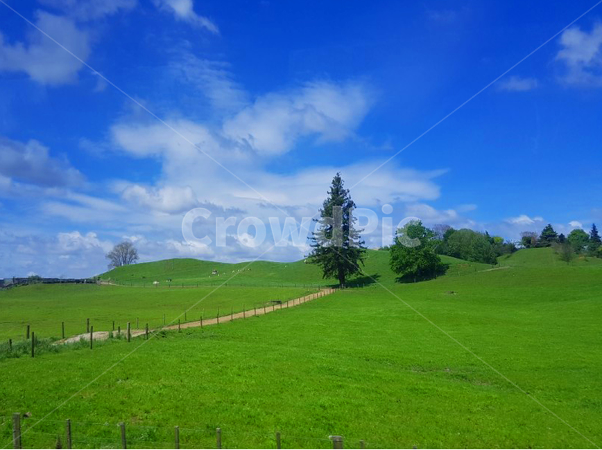 나무,초원,하늘,자연환경,잔디,풀,자연,풍경,nature,landscape,field,들,outdoors,옥외,grassland,목초지