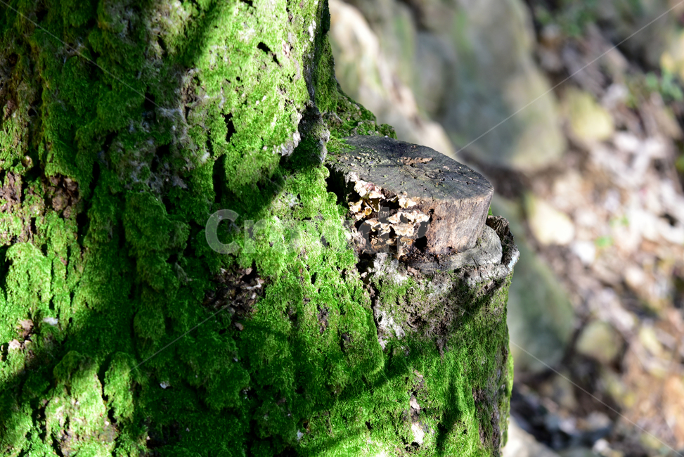 나무,이끼,버섯,건버섯,tree,mushroom,moss,식물,자연,plants,nature,나무,trees,wood,버섯,mushroom