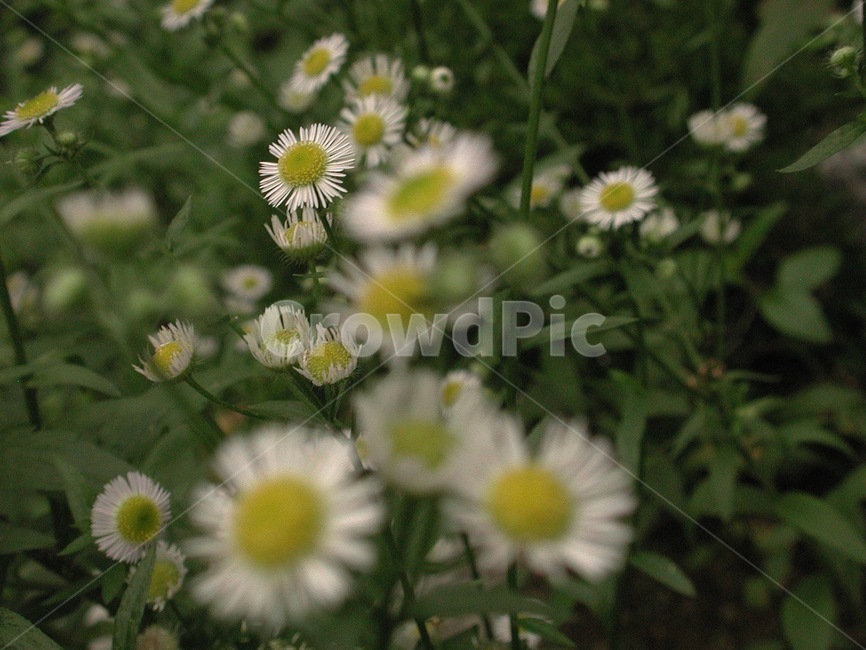 들풀,들꽃,배경,바탕화면,꽃,식물,자연,식물,자연,plants,nature,꽃,flower