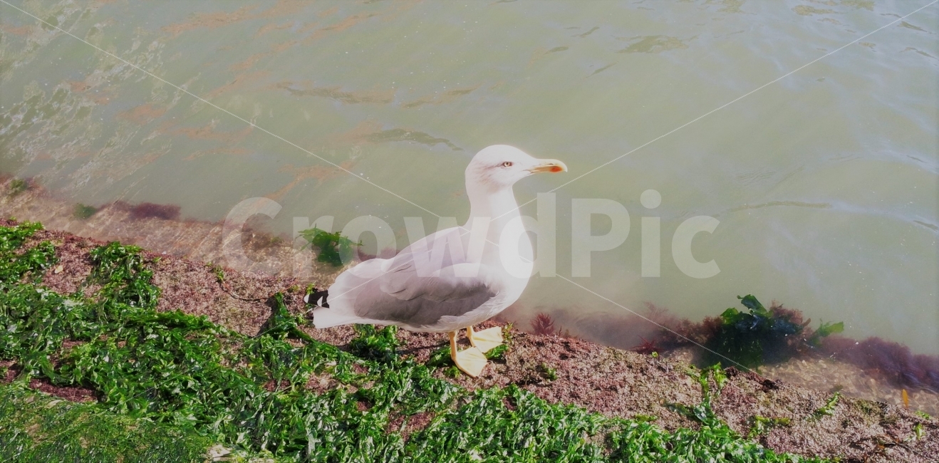갈매기,바다,조류,귀여운,산책,새,날다,fly,sea,cute,bird,Gull,동물,animal,조류,새,birds